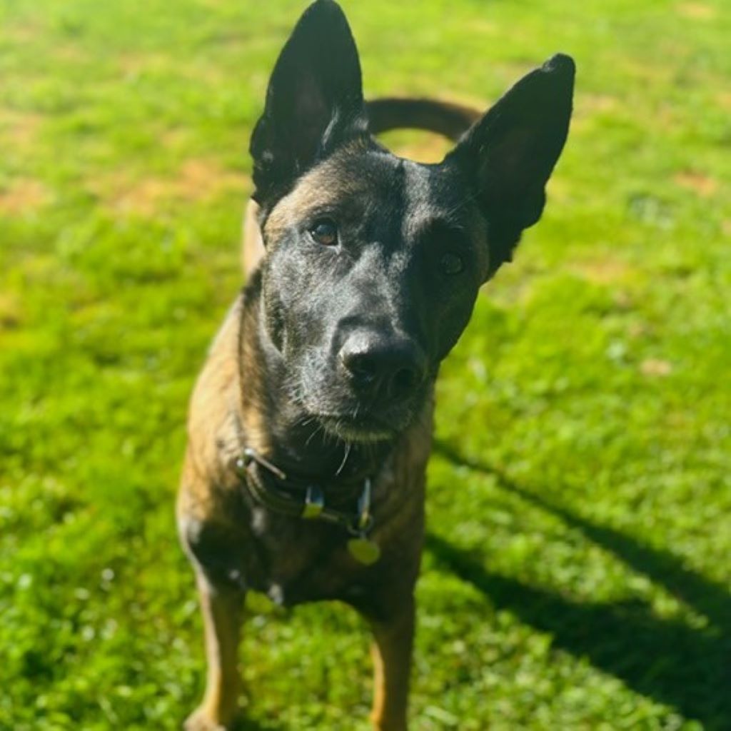 Malinois Mulan, 05/2021, ca. 65 cm, 94127 Neuburg am Inn