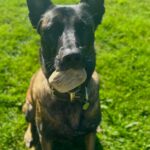 Malinois Mulan, 05/2021, ca. 65 cm, 94127 Neuburg am Inn