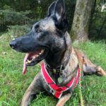 Malinois Mulan, 05/2021, ca. 65 cm, 94127 Neuburg am Inn