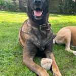 Malinois Mulan, 05/2021, ca. 65 cm, 94127 Neuburg am Inn