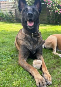 Malinois Mulan, 05/2021, ca. 65 cm, 94127 Neuburg am Inn