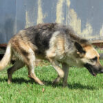 Deutscher Schäferhund Nayla, 07/2020, ca. 65 cm
