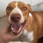 Podenco Neo, 02/2023, ca. 40 cm