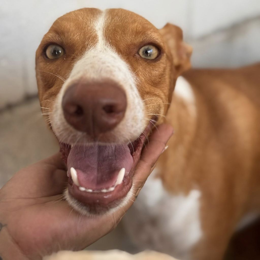 Podenco Neo, 02/2023, ca. 40 cm