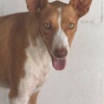 Podenco Neo, 02/2023, ca. 40 cm