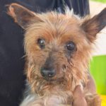 Yorkshire Terrier Nerea, 01/2015, ca. 25 cm
