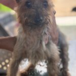 Yorkshire Terrier Nerea, 01/2015, ca. 25 cm