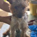 Yorkshire Terrier Nerea, 01/2015, ca. 25 cm