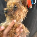 Yorkshire Terrier Nerea, 01/2015, ca. 25 cm