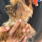 Yorkshire Terrier Nerea, 01/2015, ca. 25 cm