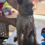 Yorkshire Terrier Nerea, 01/2015, ca. 25 cm