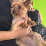 Yorkshire Terrier Nerea, 01/2015, ca. 25 cm