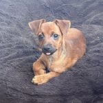 Yorkshire Terrier Mischling Ness, 04/2025, Endgröße ca. 30 cm,81739 München