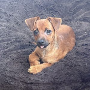 Yorkshire Terrier Mischling Ness, 04/2025, Endgröße ca. 30 cm,81739 München