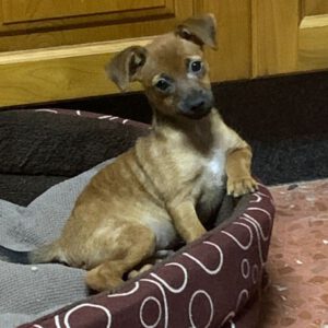 Yorkshire Terrier Pinscher Mischling Ness, 04/2025, Endgröße ca. 35 cm