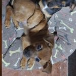 Yorkshire Terrier Pinscher Mischling Ness, 04/2025, Endgröße ca. 35 cm