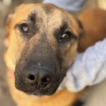 Schäferhund Mischling Niall, 01/2024, ca. 60- 65 cm