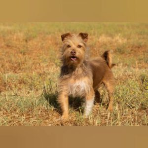 Yorkshire Terrier Mischling Nico, 08/2021, ca. 30 cm