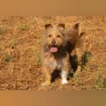 Yorkshire Terrier Mischling Nico, 08/2021, ca. 30 cm