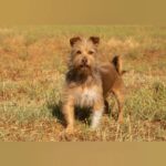 Yorkshire Terrier Mischling Nico, 08/2021, ca. 30 cm