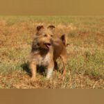 Yorkshire Terrier Mischling Nico, 08/2021, ca. 30 cm