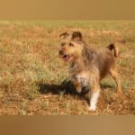 Yorkshire Terrier Mischling Nico, 08/2021, ca. 30 cm