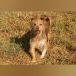 Yorkshire Terrier Mischling Nico, 08/2021, ca. 30 cm