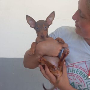 Podenco Maneto Pinscher Mischling Noe, 04/2025, Endgröße ca. 30 cm