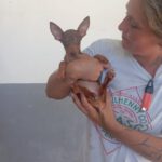 Podenco Maneto Pinscher Mischling Noe, 04/2025, Endgröße ca. 30 cm