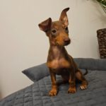 Podenco Maneto Noe, 04/2025, Endgröße ca. 30 cm, 15306 Fichtenhöhe