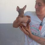 Podenco Maneto Pinscher Mischling Noe, 04/2025, Endgröße ca. 30 cm