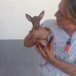Podenco Maneto Pinscher Mischling Noe, 04/2025, Endgröße ca. 30 cm
