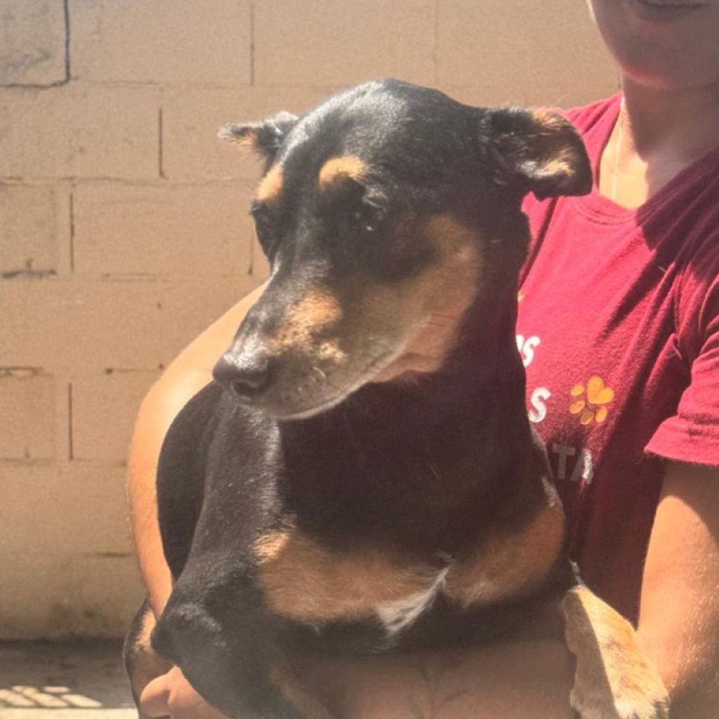 Pinscher Mischling Norman, 08/2021, ca. 35 cm