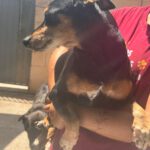 Pinscher Mischling Norman, 08/2021, ca. 35 cm