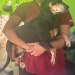 Pinscher Mischling Norman, 08/2021, ca. 35 cm