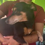 Pinscher Mischling Norman, 08/2021, ca. 35 cm
