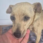 Mischling Nuri, 08/2021, ca. 35 cm