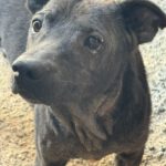 Shar Pei Mischling Ozzy, 01/2020, ca. 45 cm