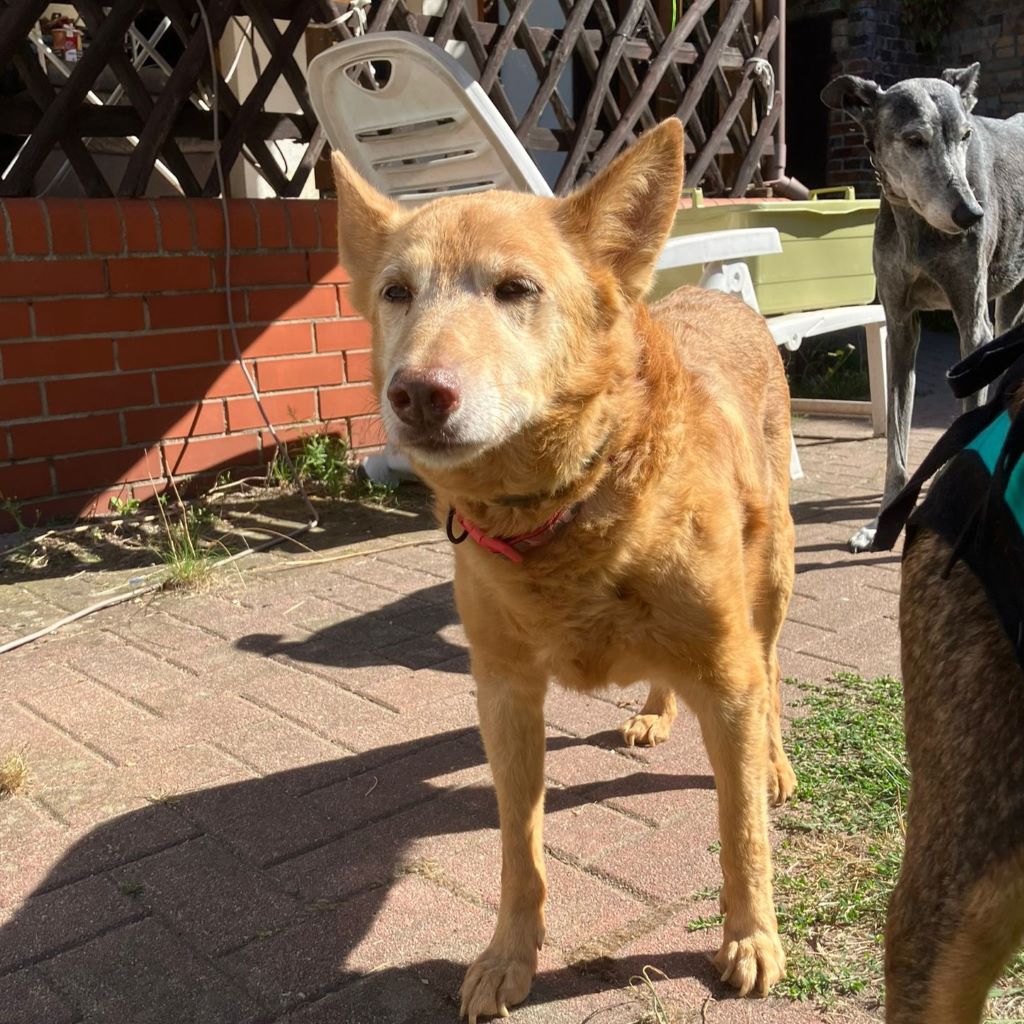 Podenco Paco, 01/2015, ca. 45 cm, 03238 Sallgast