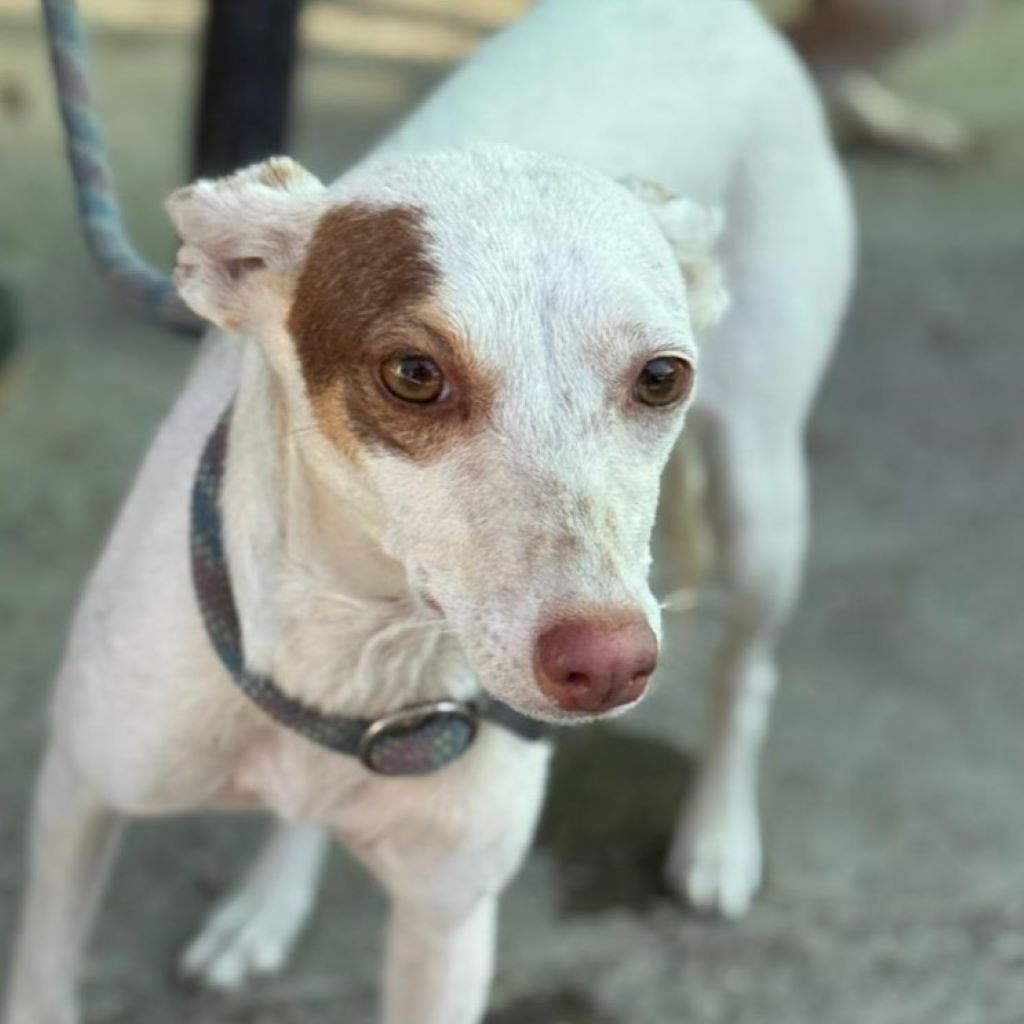 Podenco Paloma, 01/2024, ca. 45 cm