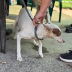 Podenco Paloma, 01/2024, ca. 45 cm