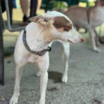 Podenco Paloma, 01/2024, ca. 45 cm