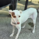 Podenco Paloma, 01/2024, ca. 45 cm