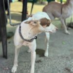 Podenco Paloma, 01/2024, ca. 45 cm