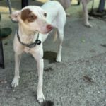 Podenco Paloma, 01/2024, ca. 45 cm