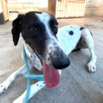 Pointer Mischling Pandora, 06/2023, ca. 50 cm