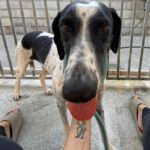 Pointer Mischling Pandora, 06/2023, ca. 50 cm