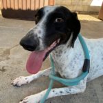 Pointer Mischling Pandora, 06/2023, ca. 50 cm