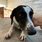 Pointer Mischling Pandora, 06/2023, ca. 50 cm