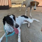 Pointer Mischling Pandora, 06/2023, ca. 50 cm